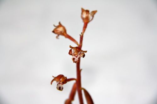 Corallorhiza_maculata - 01