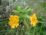 Mimulus_aurantiacus