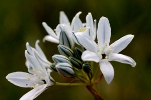 Triteleia has standard stamens