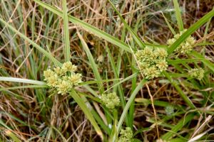 Cyperus_eragrostis