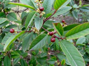 Frangula_californica