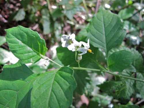 Solanum_americanum - 01