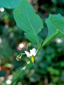 Solanum_americanum - 02