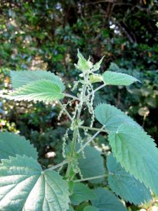 Urtica_dioica