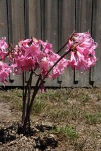 Amaryllis belladonna
