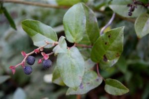 Gaultheria_shallon - 01