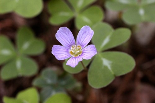 Oxalis_oregana