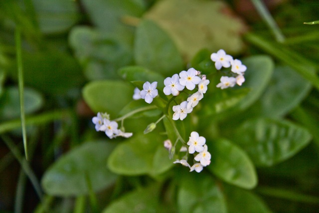 myosotis_latifolia1.jpg?w=640