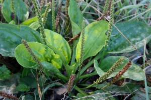 Plantago_lanceolata1