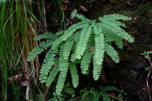 Adiantum_aleuticum1