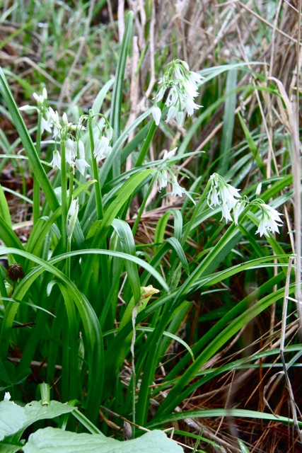 Allium_triquetrum1