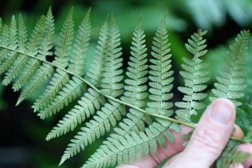 Dryopteris_arguta1