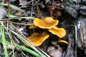 Lactarius_fragilis2