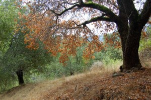 Notholithocarpus_densiflorus1