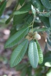 Notholithocarpus_densiflorus2