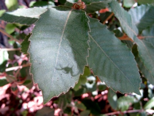 Notholithocarpus_densiflorus3