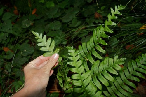Polypodium_californicum1