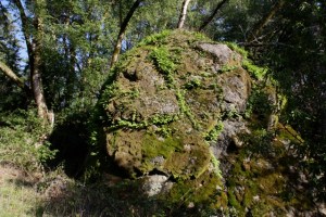 Polypodium_californicum2