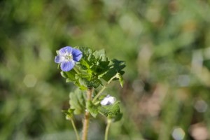 Veronica_persica2
