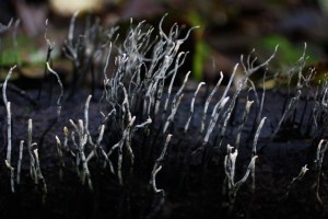 Xylaria_hypoxilon1