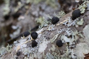 Annulohypoxylon_thouarsianum1