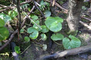 Asarum_caudatum2