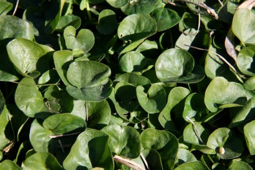 Dichondra_donelliana1