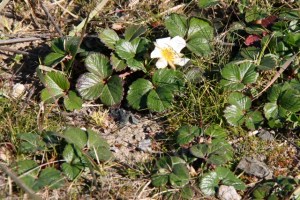 Fragaria_chiloensis1