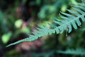Notice the long, tapering tips on the fronds