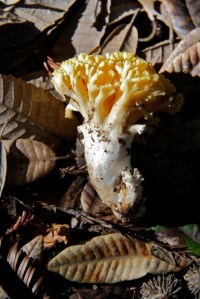 Ramaria_rasilispora1