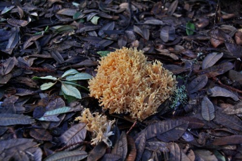 Ramaria_rasilispora2
