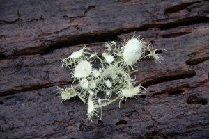 Usnea1