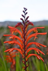 Chasmanthe_floribunda1