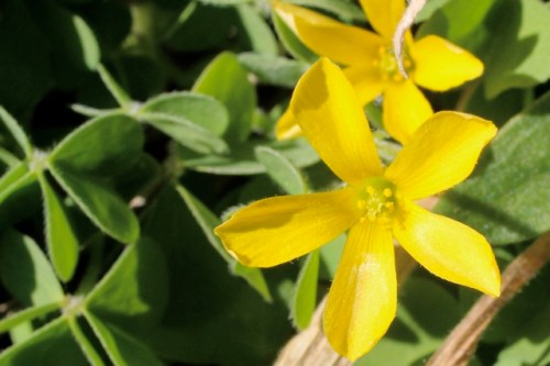 Oxalis_albicans1