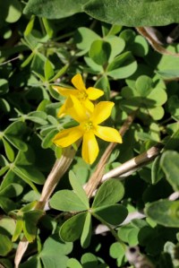 Oxalis_albicans2