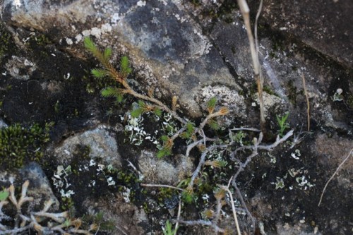 Selaginella_wallacei2