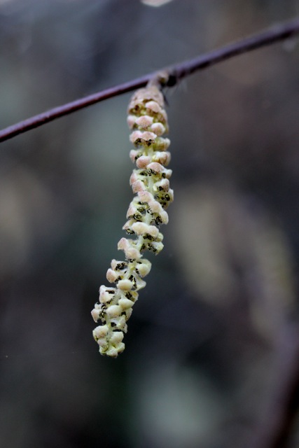 The staminate (male) flower is a catkin