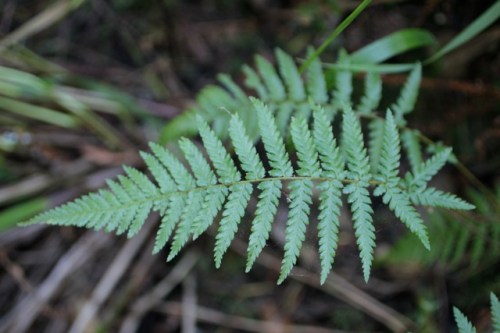 Polystichum_californicum1