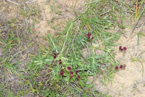 Sanicula_bipinnatifida2