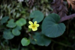 Viola_sempervirens