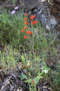Delphinium_nudicaule1