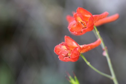 Delphinium_nudicaule2