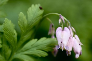 Dicentra_formosa1