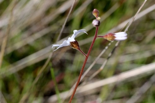 Lithophragma_affine1