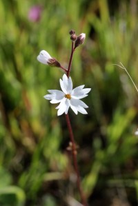 Lithophragma_affine2
