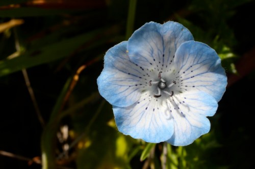 Nemophila_menziesii