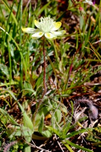 Platystemon_californica1