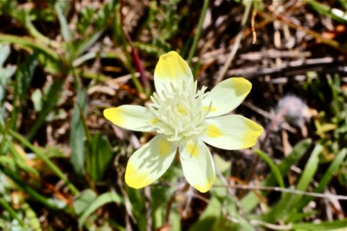 Platystemon_californica2