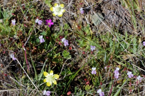 Platystemon_californica3