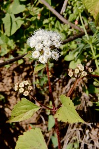 Ageratina_adenophora